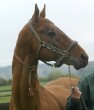 Photo of Akhal-Teke Osman