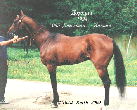 Photo of Akhal-Teke Dorkush