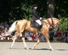 Photo of Akhal-Teke Gadim