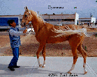 Photo of Akhal-Teke Suncheli