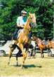 Photo of Akhal-Teke Love Over Gold (Pelvan)