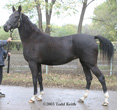 Photo of Akhal-Teke Oprava