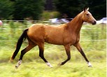 Photo of Akhal-Teke Gul