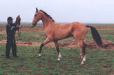 Photo of Akhal-Teke Fort