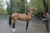 Photo of Akhal-Teke Feisal