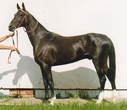 Photo of Akhal-Teke Karar