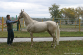 Photo of Akhal-Teke Piastr