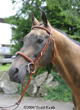 Photo of Akhal-Teke Germes