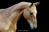 Photo of Akhal-Teke Merdjen