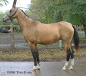 Photo of Akhal-Teke Yangilai