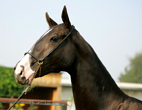 Photo of Akhal-Teke Heva Shael