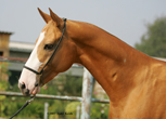 Photo of Akhal-Teke Duag Shael