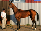 Photo of Akhal-Teke Gench