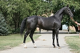 Photo of Akhal-Teke Akvamarin