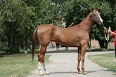 Photo of Akhal-Teke Atabeshir