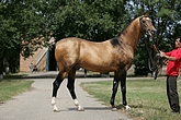 Photo of Akhal-Teke Feisal