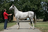 Photo of Akhal-Teke Pekhimdar (aka Gorby)