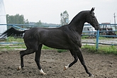 Photo of Akhal-Teke Saivan