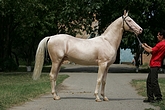 Photo of Akhal-Teke Piastr