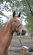 Photo of Akhal-Teke Poeziya