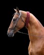 Photo of Akhal-Teke Orion