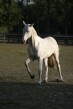 Photo of Akhal-Teke Agilas