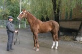 Photo of Akhal-Teke Khutor