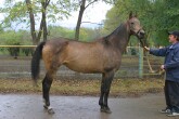 Photo of Akhal-Teke Paltagul