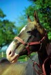 Photo of Akhal-Teke Lakmus