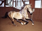 Photo of Akhal-Teke Mazan