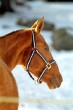 Photo of Akhal-Teke Molva