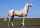 Photo of Akhal-Teke Shaar Shael