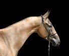 Photo of Akhal-Teke Rosanna