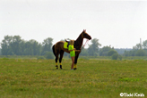 Photo of Akhal-Teke Buyan