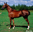 Photo of Akhal-Teke Gecheli