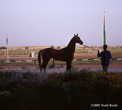 Photo of Akhal-Teke Piyada