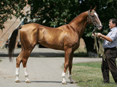 Photo of Akhal-Teke Gazanch