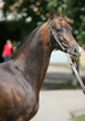 Photo of Akhal-Teke Yazaidim